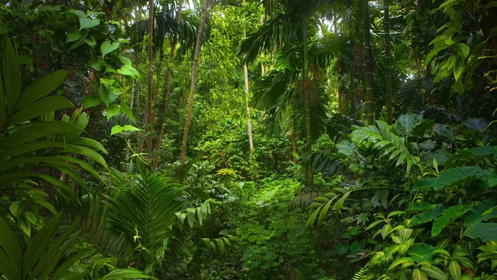 Selva verde